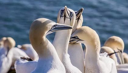 开云App-先后对阵72胜公牛和73胜勇士 加内特历史唯一