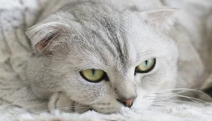 kaiyun-马健：湖人最大问题是阵容短板明显，既缺防守同时也缺投手